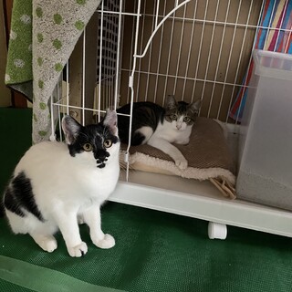 人懐っこい仲良し兄弟