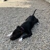 ピットブル一歳二ヶ月オス　大人しい性格です サムネイル4