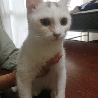 白血病の子猫(♀)です。