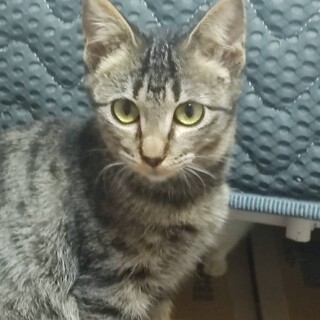 白血病の子猫(♀)です。