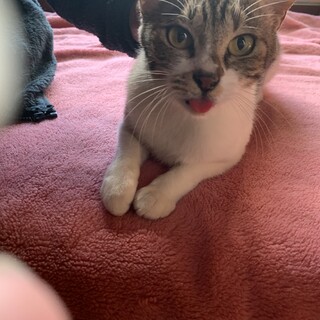 雑種の1歳くらいのめちゃくちゃ元気な女の子です♪