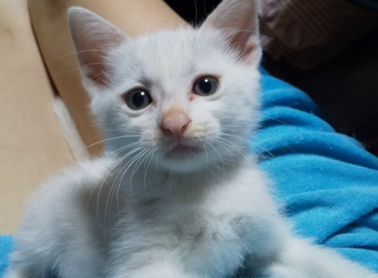 甘えん坊ちびっこ白君② サムネイル1