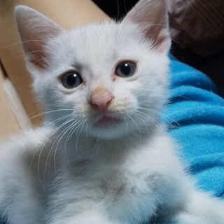 甘えん坊ちびっこ白君②