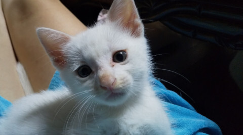 甘えん坊ちびっこ白君② サムネイル2