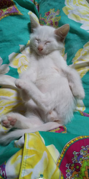 甘えん坊ちびっこ白君② サムネイル3