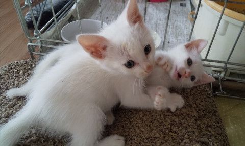 甘えん坊ちびっこ白君② サムネイル4