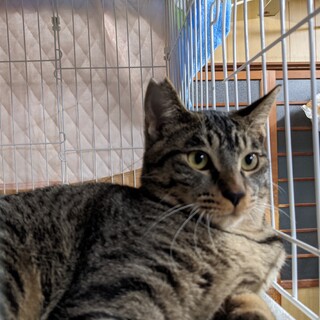 隠れマンから甘えマンになった男の子るーちゃん