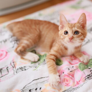 ふわっとした毛並みの人懐こい茶トラ女子