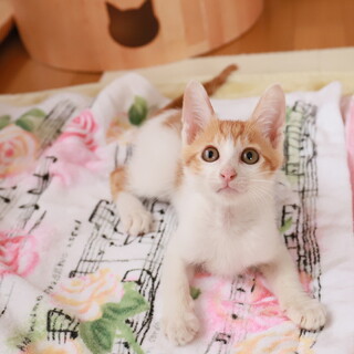 スラっとイケメンな茶白の男の子