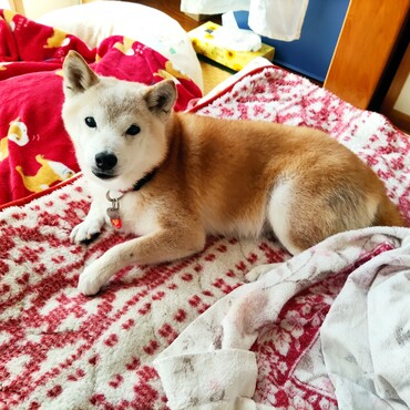 アラート⊙⁠.⁠☉(⁠☉⁠｡⁠☉⁠)⁠　　こわいね(ToT)(ToT)〜〜私はあんまり聞こえないけど(^.^;