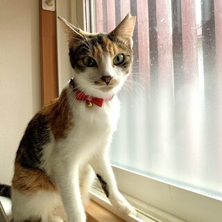 キリッとした美人顔のお母さん