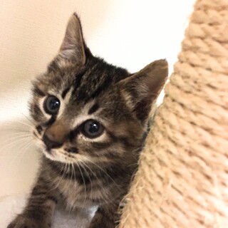 まん丸お顔で短足♥️麦わら(=^ェ^=)