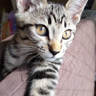 キジトラのハンサムな仔猫だいちゃん