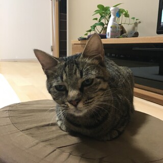 人にも猫にも優しいメス猫ちゃんです