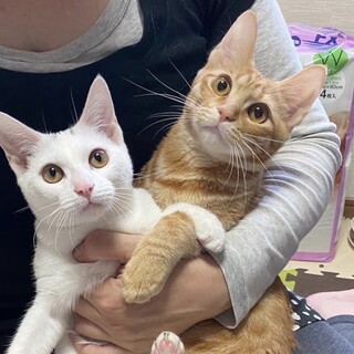 マロンちゃん♡ブラン君