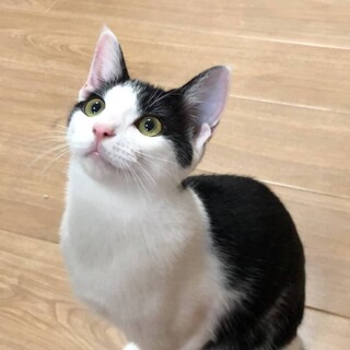 あどけない表情にキュン！」愛知県 - 猫の里親募集(429809