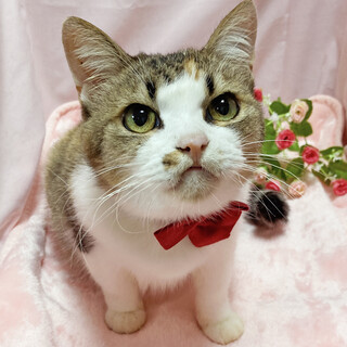 高齢者も歓迎！おっとり甘えん坊のココアちゃん