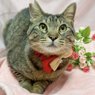 多頭向き◎フレンドリーな優しい男の子