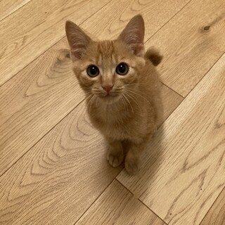 くりくりの瞳がチャームポイント2ヶ月オス⭐︎さち丸