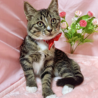 靴下がキュートな子猫『いちごちゃん』３ヶ月