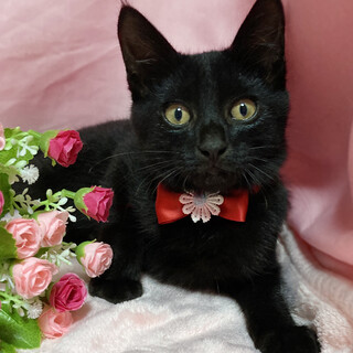 人も猫も好き❤フレンドリーで甘えん坊の子猫