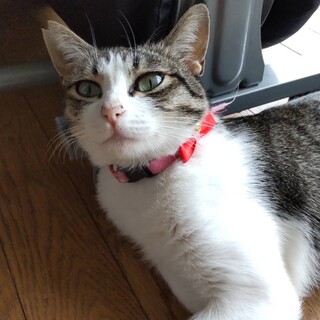 保護猫人なれ訓練中の美猫マロニー