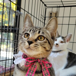 　12/11荒川区譲渡会　みおちゃん