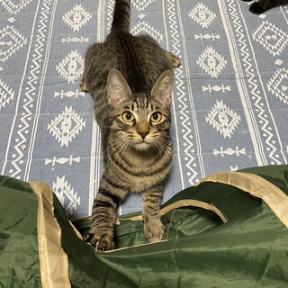 大人猫に甘え上手！（譲渡会in市川で会えます）
