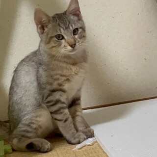 ★元気いっぱい子猫、うみくん【⑨】→11/5予約済