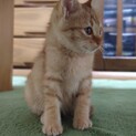 元気いっぱい！健康な茶トラ君