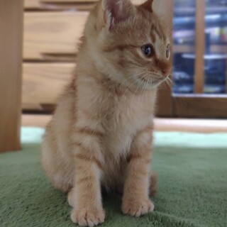 元気いっぱい！健康な茶トラ君