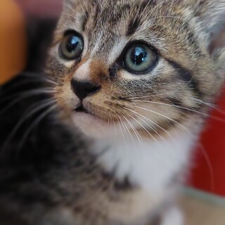 中毛？アメショ柄　愛嬌たっぷりソナ君