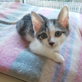 甘えん坊兄弟 キジ白くん