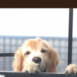 ☆交渉中☆血統書有りゴールデンレトリバー