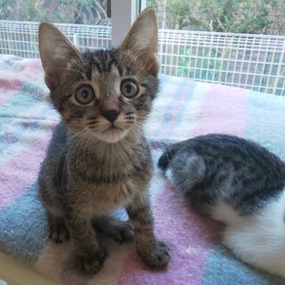 甘えん坊兄弟 キジトラレくん