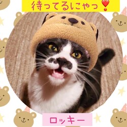 ねこ組福岡中央譲渡会in藤崎 サムネイル2