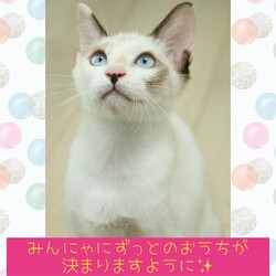 ねこ組福岡中央譲渡会in藤崎 サムネイル3