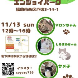 ねこ組福岡中央譲渡会atエンジョイパーク サムネイル1