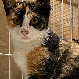 色がはっきりした三毛猫