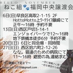 ねこ組福岡中央譲渡会atエンジョイパーク サムネイル2