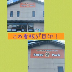ねこ組福岡中央譲渡会atエンジョイパーク サムネイル3