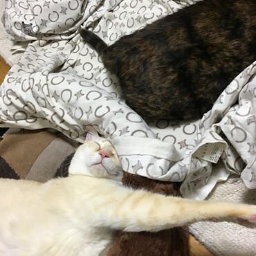 家族4人でお昼寝でした。ありがとうの気持ちでいっぱいです