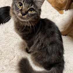 ねこ☆譲渡会 サムネイル2