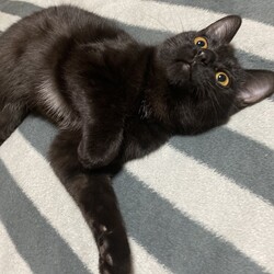 ねこ☆譲渡会 サムネイル3