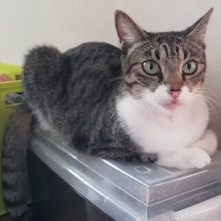 推定４歳のとっても甘えん坊な女の子！