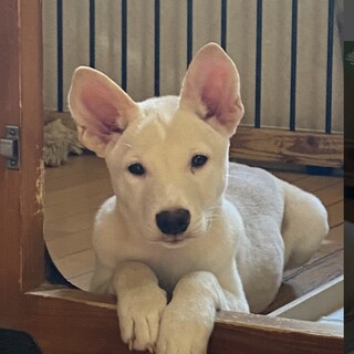 一時停止します★チマのおうちを探しています！