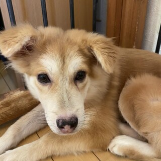優しい子です★マッチの家族を探しています！