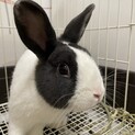 うさぎ（ダッチ）の里親募集