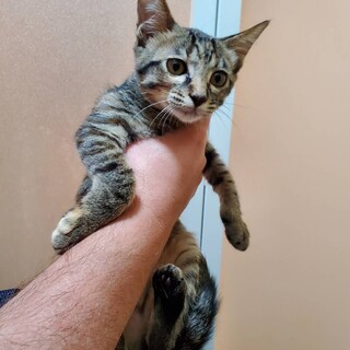 子猫のマギー♪