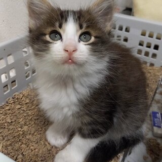 募集停止します